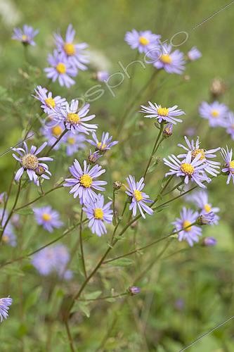 Biosphoto | 2493712 | European Michaelmas daisy (Aster amellus), Obernai, Bas-Rhin, Alsace, France | &copy; Frédéric Tournay / Biosphoto