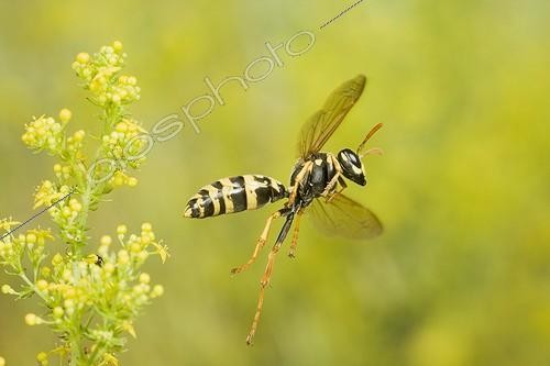 Biosphoto | 690010 | European Paper Wasp flying near an inflorescence France | &copy; Joël Héras / Biosphoto