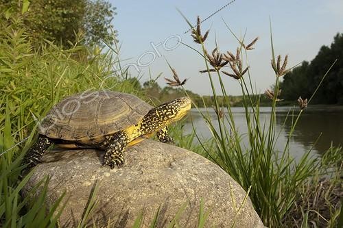 Biosphoto | 1898102 | European pond turtle (Emys orbicularis) on a rock, Pitillas laguna, Spain | &copy; Eduardo Ayala-Santibañez / Biosphoto