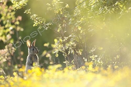 Biosphoto | 1363354 | European Rabbit alerted in the brush France | &copy; Rémy Courseaux / Biosphoto