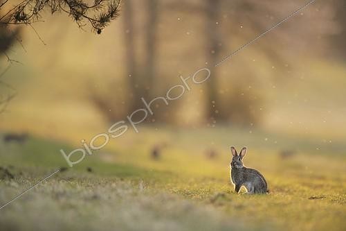 Biosphoto | 423506 | European rabbit next to its burrow in clearing France ; Location: Forêt de la Perte. | &copy; Rémy Courseaux / Biosphoto