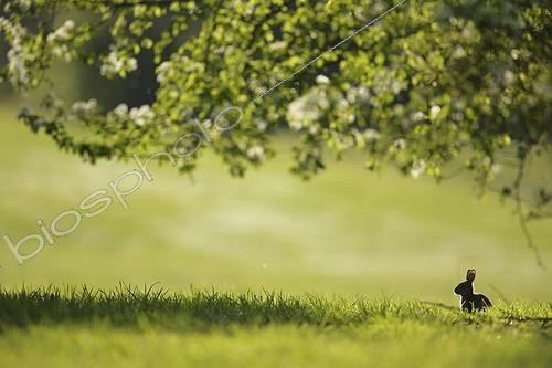 Biosphoto | 423514 | European rabbit next to its burrow in clearing Aube France ; Location: Forêt de la Perte. | &copy; Rémy Courseaux / Biosphoto