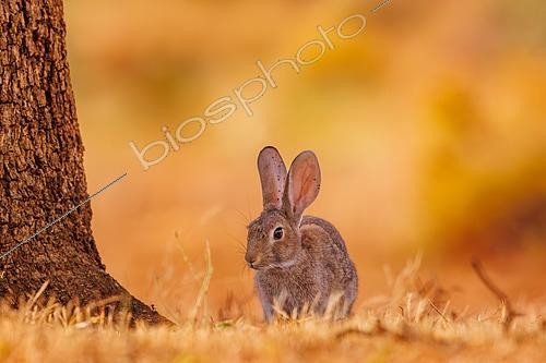 Biosphoto | 2607623 | European rabbit (Oryctolagus cuniculus) or coney (Oryctolagus cuniculus), private property, Province of Castilla-La Mancha, Spain, Europe | &copy; Sylvain Cordier / Biosphoto