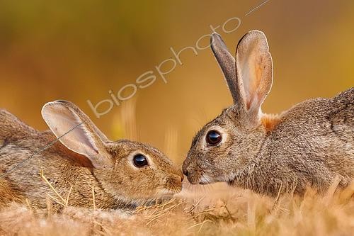 Biosphoto | 2607627 | European rabbits (Oryctolagus cuniculus) or coney (Oryctolagus cuniculus), private property, Province of Castilla-La Mancha, Spain, Europe | &copy; Sylvain Cordier / Biosphoto