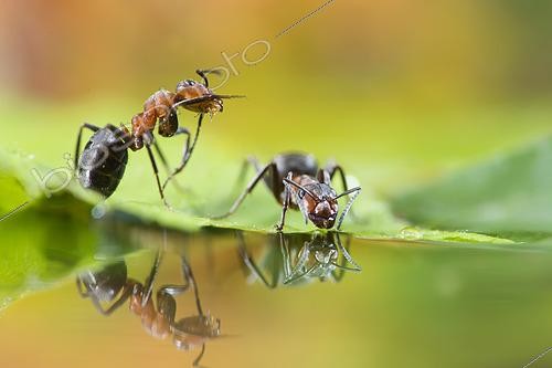 Biosphoto | 2457302 | European Red Wood Ant (Formica polyctena) drinking and their reflection, Lorraine, France | &copy; Stéphane Vitzthum / Biosphoto