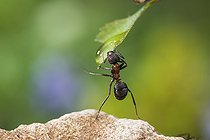 Biosphoto | 2457309 | European Red Wood Ant (Formica polyctena) drinking a drop of water, Lorraine, France | &copy; Stéphane Vitzthum / Biosphoto
