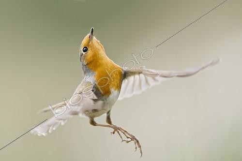 Biosphoto | 2409036 | European Robin (Erithacus rubecula) flying, Liguria, Italy | &copy; Marco Marchelli / BIA / Biosphoto