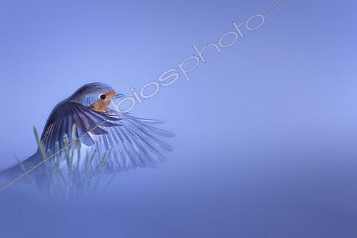 Biosphoto | 2154259 | European Robin (Erithacus rubecula) in flight in winter, Isère, France | &copy; Gil Gautier / Biosphoto