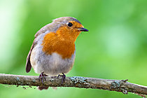 Biosphoto | 2629110 | European Robin (Erithacus rubecula) on a branch, Lake Longemer, Vosges, France. | &copy; Stéphane Vitzthum / Biosphoto