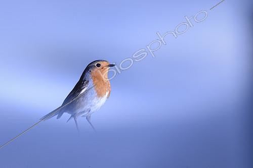 Biosphoto | 2154257 | European Robin (Erithacus rubecula) on ground in winter, Isère, France | &copy; Gil Gautier / Biosphoto