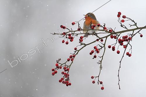 Biosphoto | 2087867 | European Robin (Erithacus rubecula) swallowing a Hawthorn (Crataegus sp) berry in winter, Belgium | &copy; Philippe Moës / Biosphoto