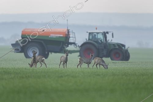 Biosphoto | 2593487 | European roe deers (Capreolus capreolus) with winter fur standing in a grain field, tractor with fertiliser spreader behind, Thuringia, Germany, Europe | &copy; Frank Sommariva / imageBROKER / Biosphoto