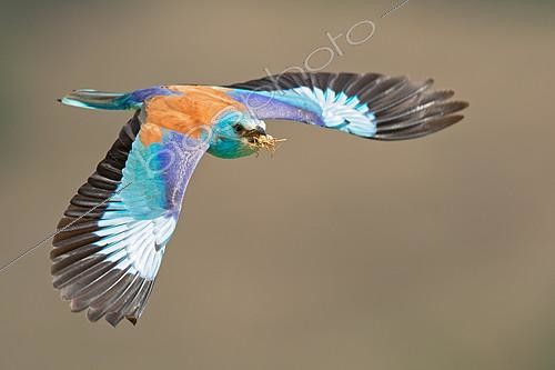 Biosphoto | 2404705 | European Roller (Coracias garrulus) flying with grasshopper in beak, Rome, Italy | &copy; Marco Fabbri / BIA / Biosphoto