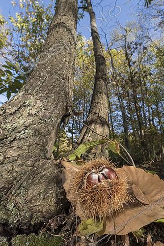 Biosphoto | 2552671 | European sweet chestnuts (Castanea sativa) laying on woodland ground at sunset, Liguria, Italy | &copy; Tonči Maletic / Biosphoto