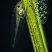Biosphoto | 2580729 | European tree frog tadpole on an aquatic plant, in a pond, city of Couffy, Loir et Cher, France | &copy; Bruno Guénard / Biosphoto