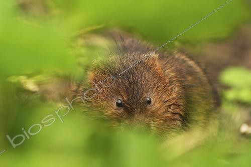 Biosphoto | 466222 | European water vole in spring England | &copy; Jack Chapman / Biosphoto