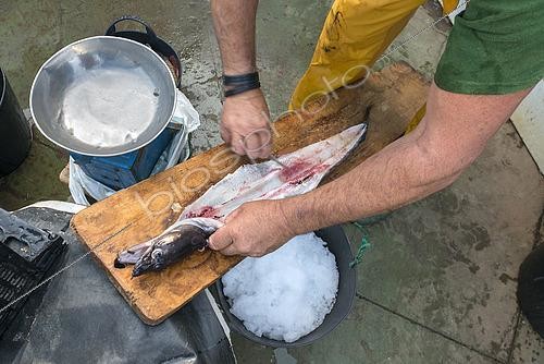 Biosphoto | 2609468 | Evisceration of a conger eel (conger conger). Fisherman (Melchor Herrera Fariña, Senior Skipper - Model release). Fishing sector. Professional and traditional fishing. El Pris natural pier, Tacoronte municipality. Nuestra Señora del Carmen Fishermen's Guild, El Pris. North of Tenerife, Canary Islands. | &copy; Sergio Hanquet / Biosphoto