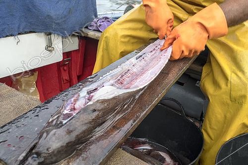 Biosphoto | 2609473 | Evisceration of a moray eel recently brought into the Port of Garachico. Fishing sector, professional and traditional fishing. San Roque and Isla Baja de Garachico Fishermen's Guild, Tenerife, Canary Islands. | &copy; Sergio Hanquet / Biosphoto
