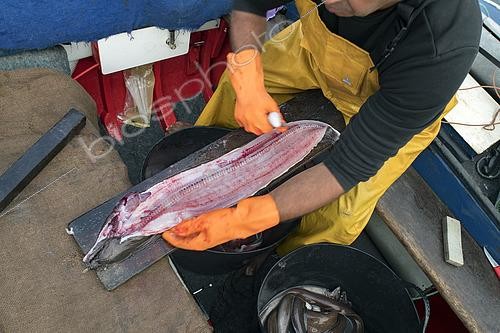 Biosphoto | 2609474 | Evisceration of a moray eel recently brought into the Port of Garachico. Fishing sector, professional and traditional fishing. San Roque and Isla Baja de Garachico Fishermen's Guild, Tenerife, Canary Islands. | &copy; Sergio Hanquet / Biosphoto