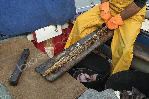 Biosphoto | 2609475 | Evisceration of a moray eel recently brought into the Port of Garachico. Fishing sector, professional and traditional fishing. San Roque and Isla Baja de Garachico Fishermen's Guild, Tenerife, Canary Islands. | &copy; Sergio Hanquet / Biosphoto