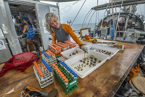 Biosphoto | 2417247 | Expédition Tara Pacific - novembre 2017 Procédure sur des échantillons de coraux de Tara, Papouasie Nouvelle Guinée, Rebecca Vega Thurber (coordinatrice scientifique), professeure agrégée, Oregon State University | &copy; Christoph Gerigk / Biosphoto