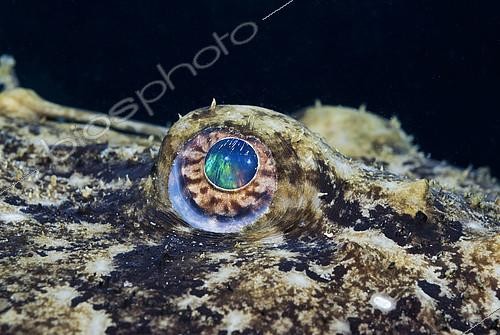 Biosphoto | 2148842 | Eye of Anglerfish (Lophius piscatorius), Mediterranee Sea | &copy; Jean-Michel Mille / Biosphoto