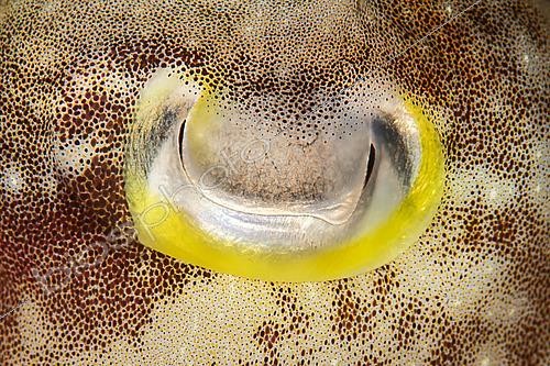 Biosphoto | 2595351 | Eye of Common cuttlefish (Sepia officinalis). Tandurusa site. Lembeh Strait. Indonesia. | &copy; Jean Cassou / Biosphoto