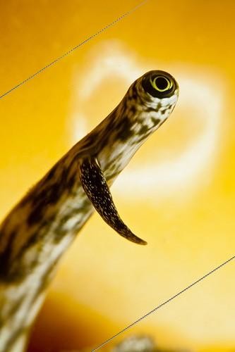 Biosphoto | 1623388 | Eye of Giant spider conch Tahiti French Polynesia  | &copy; Fabien Michenet / Biosphoto