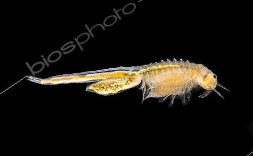 Biosphoto | 2433971 | Fairy Shrimp of the Order Anostraca, which is one of four orders of crustaceans in the class Branchiopoda. Photographed in a small vernal pool, Black Canyon of the Gunnison National Park, Colorado, USA. | &copy; Stuart Wilson / Biosphoto