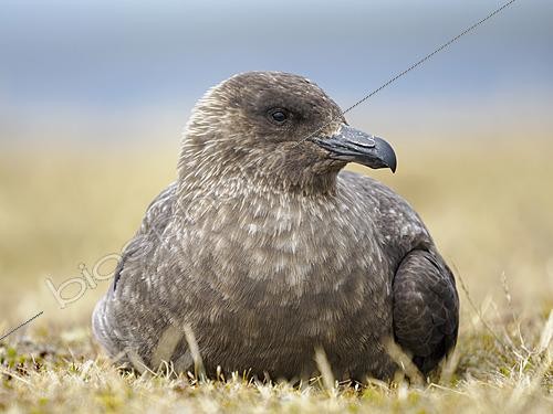 Biosphoto | 2622064 | Falkland Skua, Stercorarius antarcticus (also Brown Skua, Antarctic Skua, Subantarctic Skua, Southern Skua), taxonomy under dispute. South America, Falkland Islands, Bleaker Island, January | &copy; Martin Zwick / Biosphoto