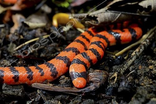 Biosphoto | 1944958 | False Coral Snake on ground - French Guiana  | &copy; Daniel Heuclin / Biosphoto