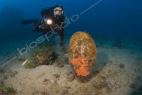 Biosphoto | 2419392 | Fan mussel and diver, Mediterranean Sea.Noble Pen Shell (Pinna nobilis) the largest bivalve of the Mediterranean. Protected species. St Nicolas. Monaco. Mediterranean. | &copy; Jean-Michel Mille / Biosphoto