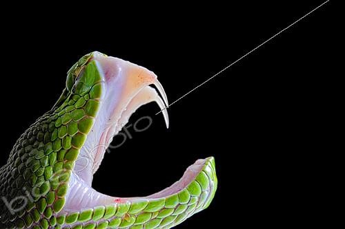 Biosphoto | 2140286 | Fangs of Green Pit Viper (Trimeresurus albolabris) on black background | &copy; Clément Carbillet / Biosphoto