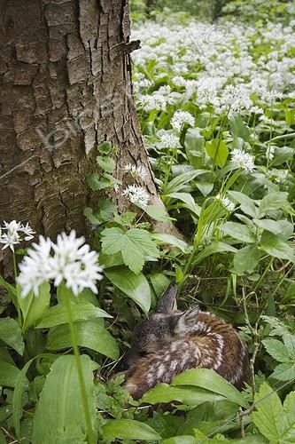 Biosphoto | 1186237 | Faon de chevreuil couché sur un tapis d'ail sauvage ; European Roe Deer (Capreolus capreolus) fawn in wild garlic | &copy; Alfons Hauke / imageBROKER / Biosphoto