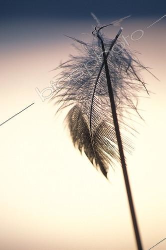 Biosphoto | 529768 | Feather down backlighting hung to a grass Jura | &copy; Florent Cardinaux  / Biosphoto