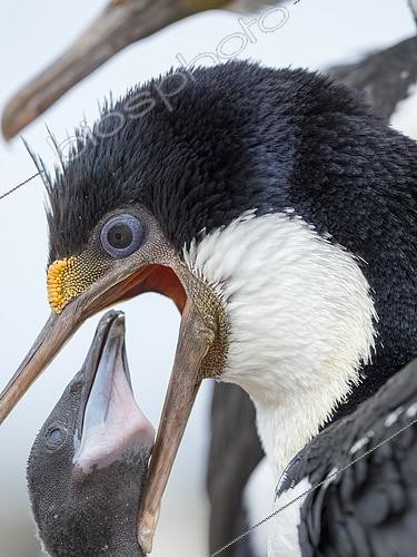 Biosphoto | 2561883 | Feeding of chicks. Imperial Shag also called King Shag, blue-eyed Shag, blue-eyed Cormorant (Phalacrocorax atriceps or Leucarbo atriceps). South America, Falkland Islands, January | &copy; Martin Zwick / Biosphoto