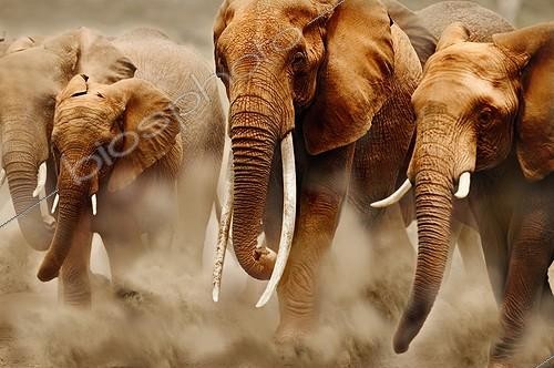Biosphoto | 107670 | Female African Elephant with exceptionally long tusks Kenya | &copy; Martin Harvey / Biosphoto