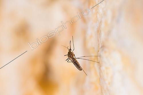 Biosphoto | 2620392 | Female Anopheles (Anopheles atroparvus) hibernating in diapause on a blockhouse wall, Fort d'Ecrouves, Lorraine, France. | &copy; Stéphane Vitzthum / Biosphoto