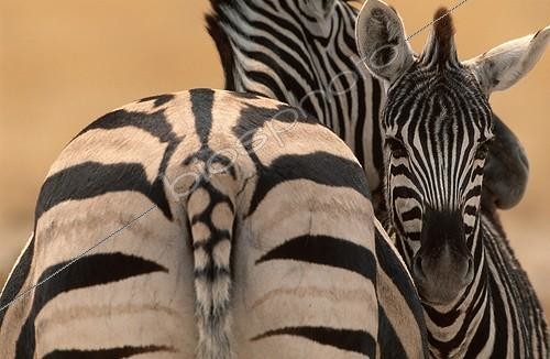 Biosphoto | 5649 | Female Burchell's Zebra and her foal Etosha NP Namibia | &copy; Theo Allofs / Biosphoto