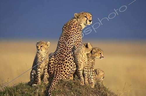Biosphoto | 179211 | Female Cheetah and 5 month old youngs Masaï Mara Kenya | &copy; Michel & Christine Denis-Huot / Biosphoto