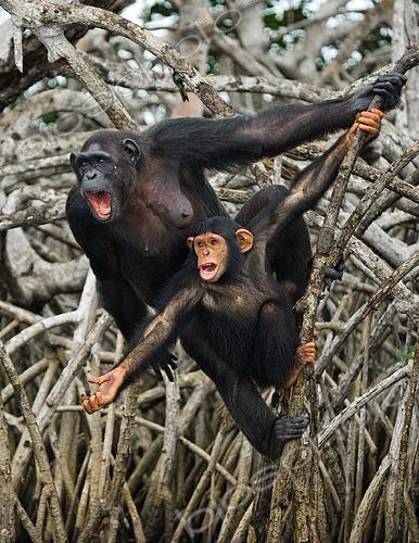 Biosphoto | 2519209 | Female chimpanzee (Pan troglodytes) with a baby on mangrove trees. Republic of the Congo. Conkouati-Douli Reserve. | &copy; Andrey Gudkov / Biosphoto