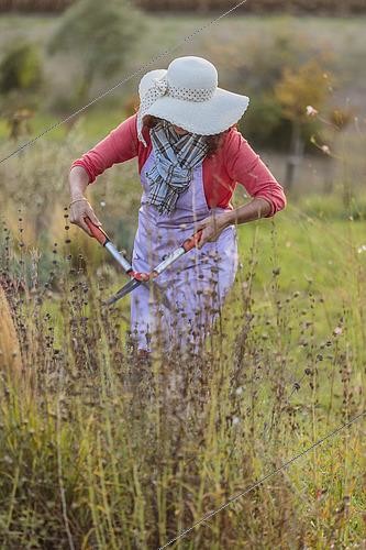 Biosphoto | 2459677 | Female cutting faded perennials in autumn. | &copy; Jean-Michel Groult / Biosphoto