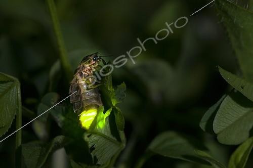 Biosphoto | 1903915 | Female Glow-worm glowing in a garden at night France | &copy; Stéphane Vitzthum / Biosphoto