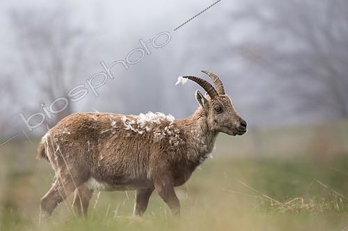 Biosphoto | 2100140 | Female ibex (capra ibex) losing its winter hair, Jura mountains, Switzerland | &copy; Emile Séchaud / Biosphoto