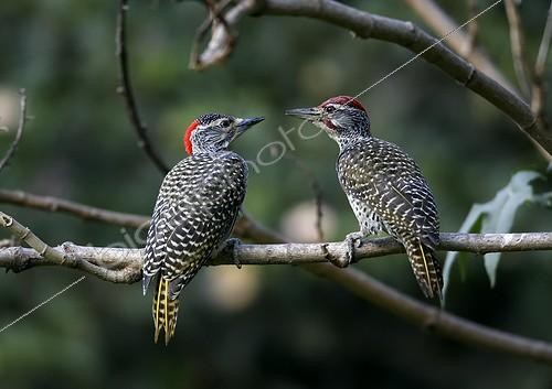 Biosphoto | 1435066 | Female (left) and male Nubian Woodpecker near Awassa | &copy; Ignacio Yufera / Biosphoto