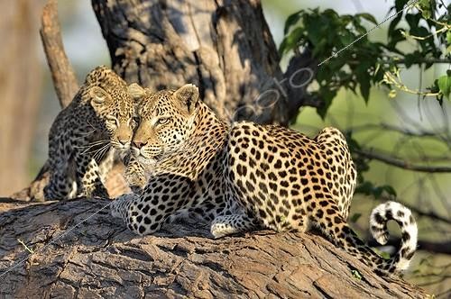 Biosphoto | 2043839 | Female Leopard and young on a branch - Khwai Botswana | &copy; Pierre Vernay / Biosphoto