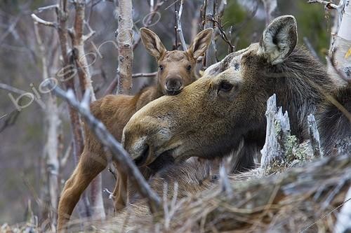 Biosphoto | 2033402 | Female moose and her young newborn - PN Gaspe Quebec | &copy; Philippe Henry / Biosphoto