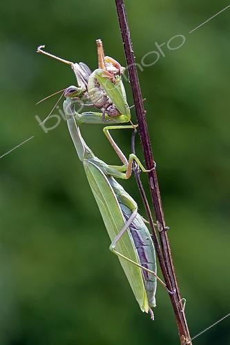 Biosphoto | 1874914 | Female Praying mantis eating a cricket France | &copy; André Simon / Biosphoto