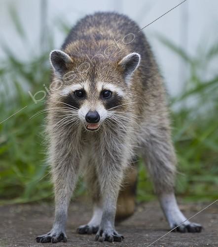 Biosphoto | 2008384 | Female raccoon - Florida - USA | &copy; Lee Dalton / Biosphoto
