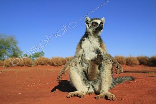Biosphoto | 172507 | Femelle Ringed-tailed Lemur and young Reserve of Berenty ; A female is warming herself in front of the sun as every morning  | &copy; Cyril Ruoso / Biosphoto
